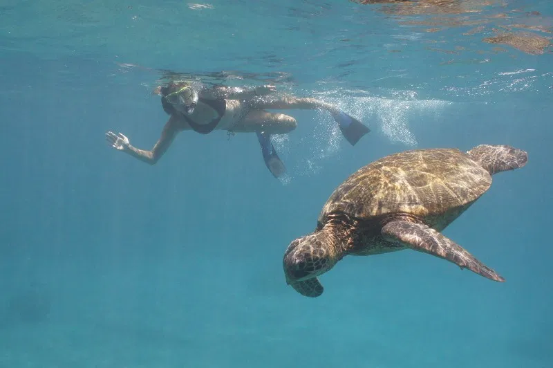 person swimmin with a sea turtle